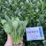皇家黑欧一5菠菜种子叶卵圆形深绿色菠菜种子直立型肉厚菠菜