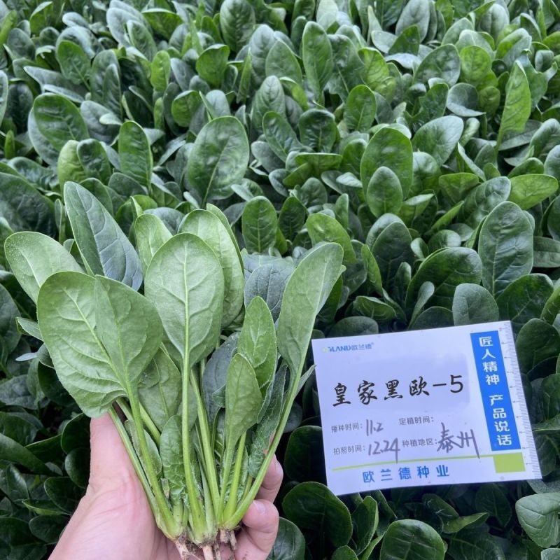 皇家黑欧一5菠菜种子叶卵圆形深绿色菠菜种子直立型肉厚菠菜