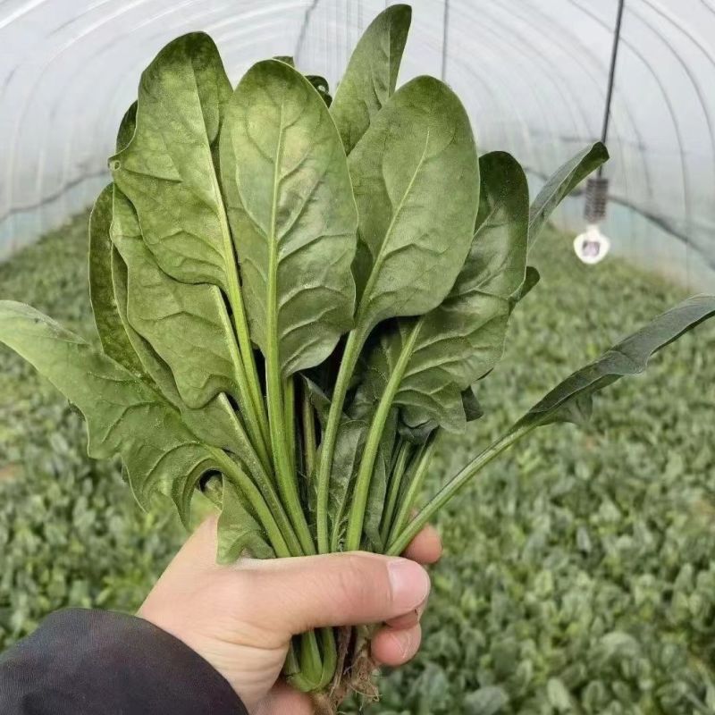 皇家黑欧一5菠菜种子叶卵圆形深绿色菠菜种子直立型肉厚菠菜