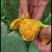 宝塔黄果仙人掌种植片