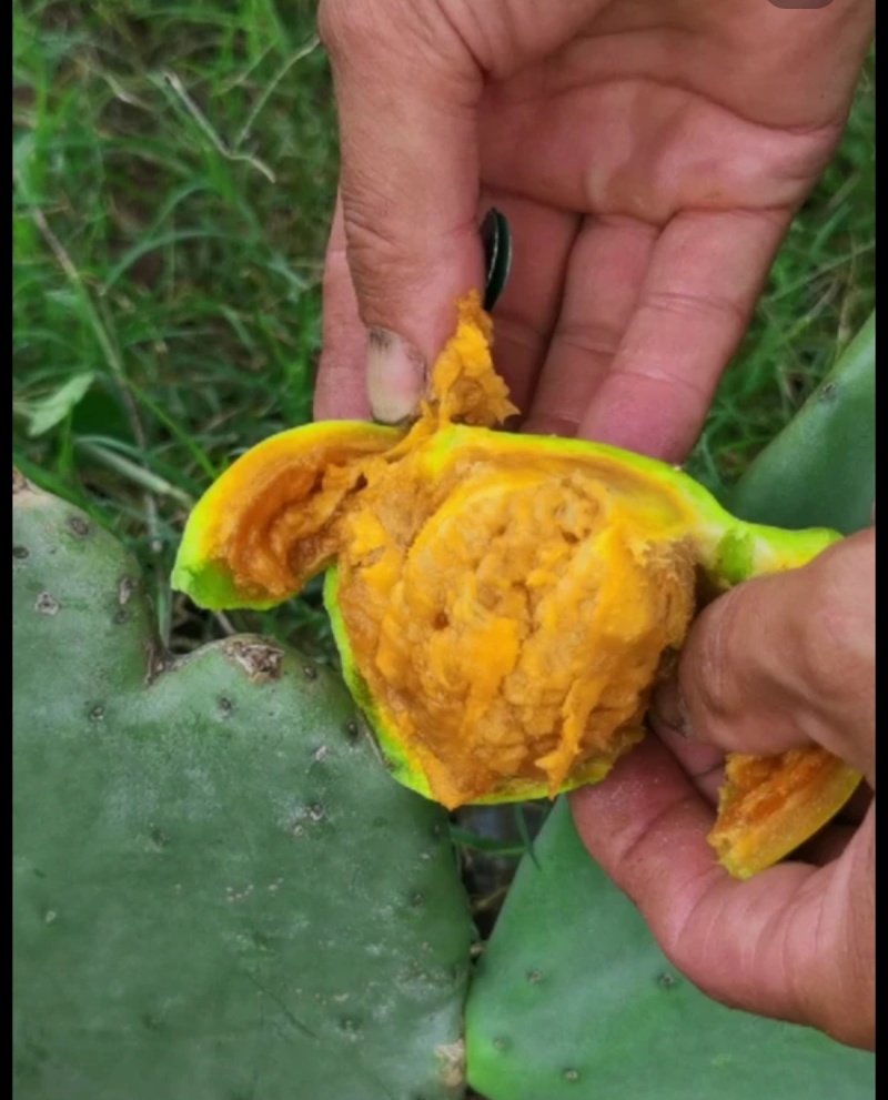 宝塔黄果仙人掌种植片