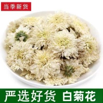 七月菊批发七月菊现货规格齐全一手货源量大价优