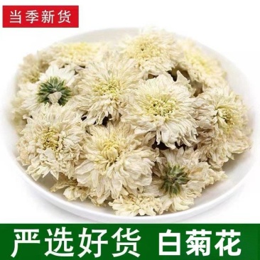 七月菊批发七月菊现货规格齐全一手货源量大价优