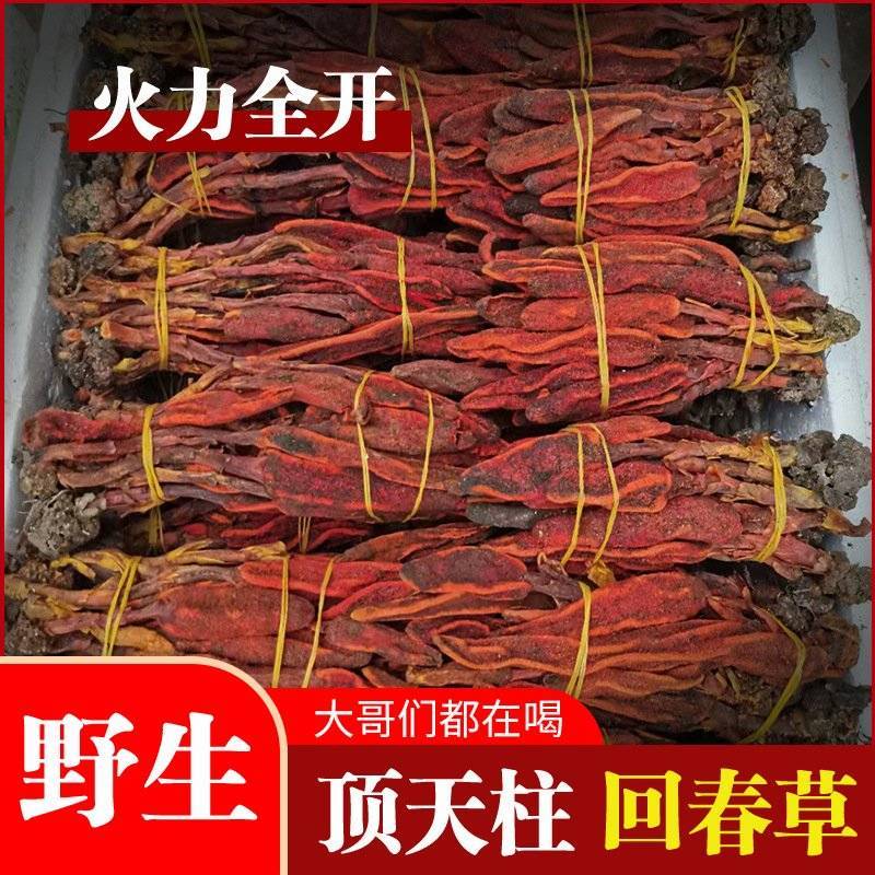 回春草批发回春草一手货源量大价优欢迎电话联系