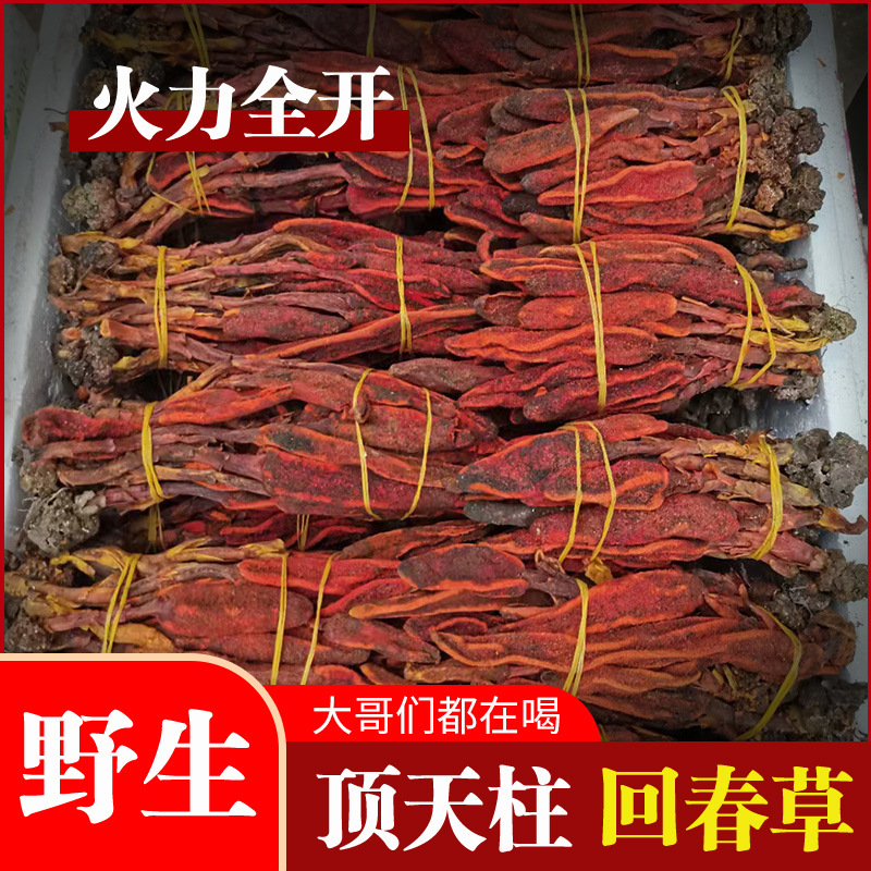 回春草批发回春草一手货源量大价优欢迎电话联系
