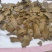 棉籽饼纯绿色有机肥料，含有机质高