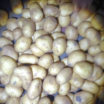 精品黄心土豆土豆，一手货源规格齐全，低价对接全国客商