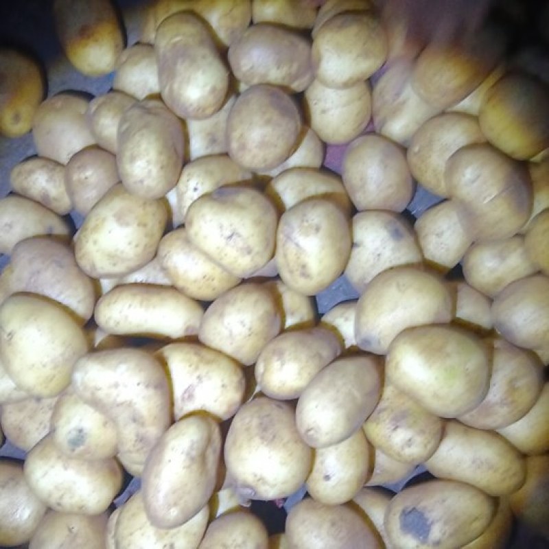 精品黄心土豆土豆，一手货源规格齐全，低价对接全国客商
