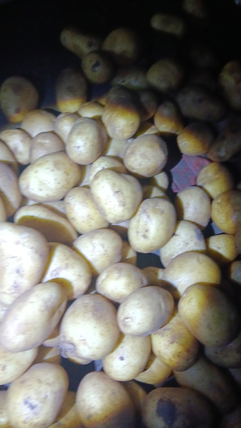 精品黄心土豆土豆，一手货源规格齐全，低价对接全国客商