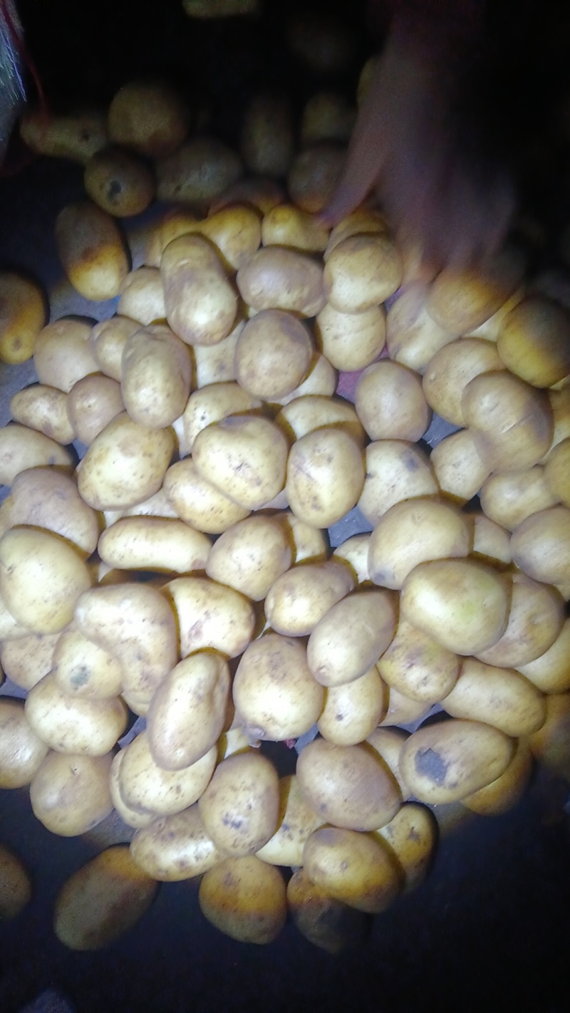 精品黄心土豆土豆，一手货源规格齐全，低价对接全国客商