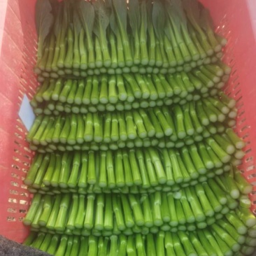 甜菜心