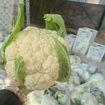 小米粒花菜有机花松花菜散花精品花菜一手货源