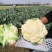 小米粒花菜有机花松花菜散花精品花菜一手货源
