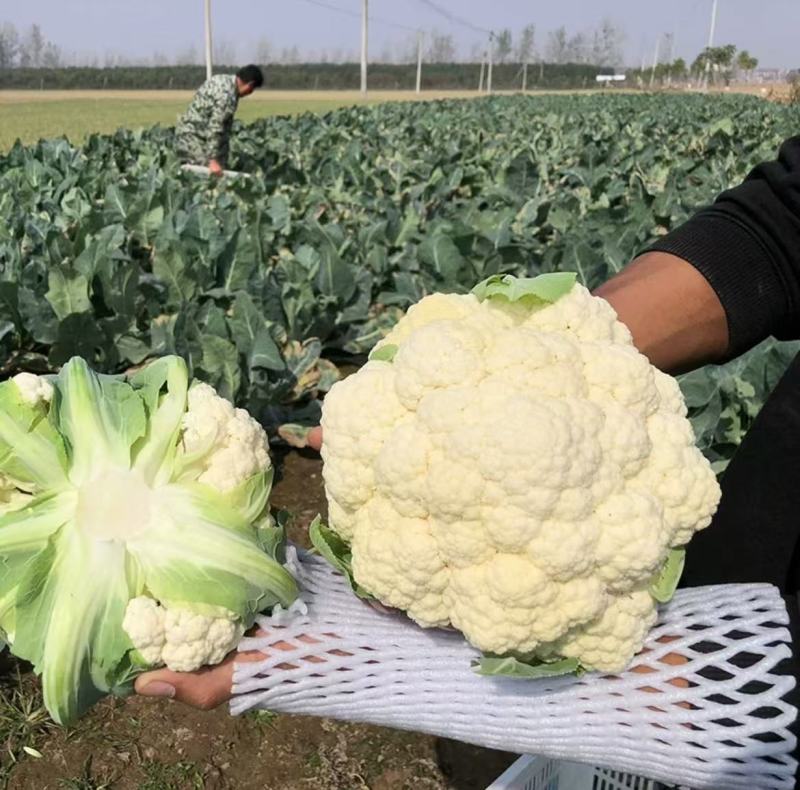 小米粒花菜有机花松花菜散花精品花菜一手货源