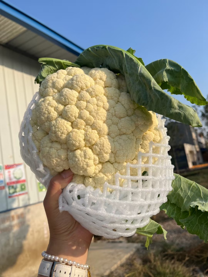 小米粒花菜有机花松花菜散花精品花菜一手货源