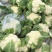 小米粒花菜有机花松花菜散花精品花菜一手货源