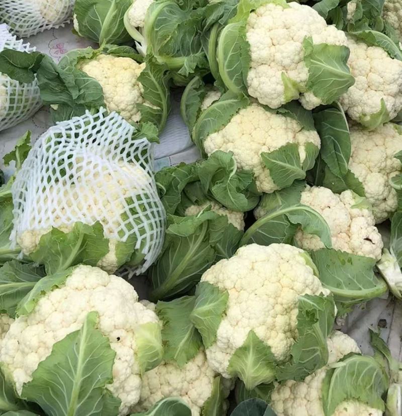 小米粒花菜有机花松花菜散花精品花菜一手货源
