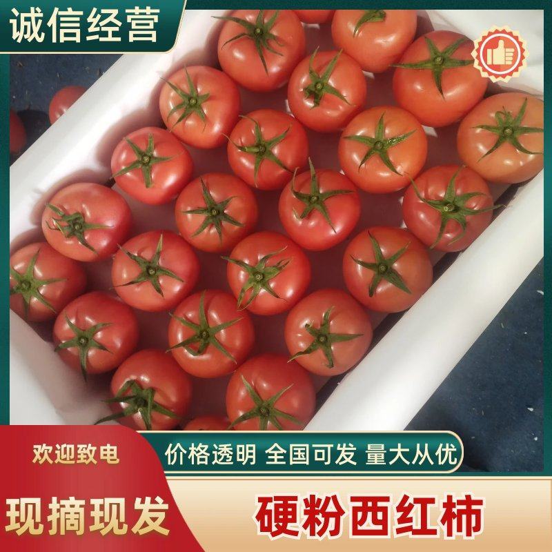 硬粉西红柿大量上市果形圆润光滑全程熊蜂授粉，无空洞果。