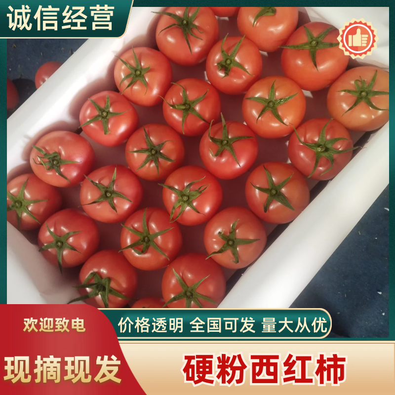 硬粉西红柿大量上市果形圆润光滑全程熊蜂授粉，无空洞果。