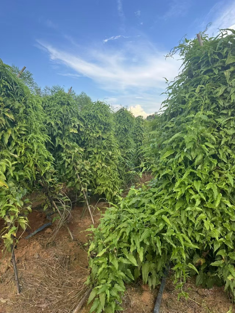 【热卖中】红花百部苗，高产快速，包技术包回收