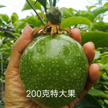 海南黄金钦密9号百香果（特果，特大果）香甜无酸，大量有货