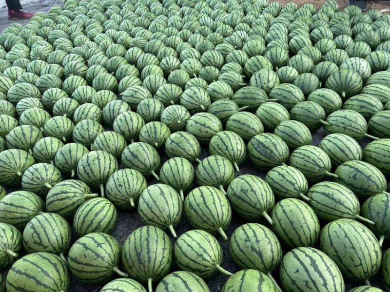 【牛商推荐】2K小西瓜2K小吊瓜小糖丸牛奶小爆瓜产地直