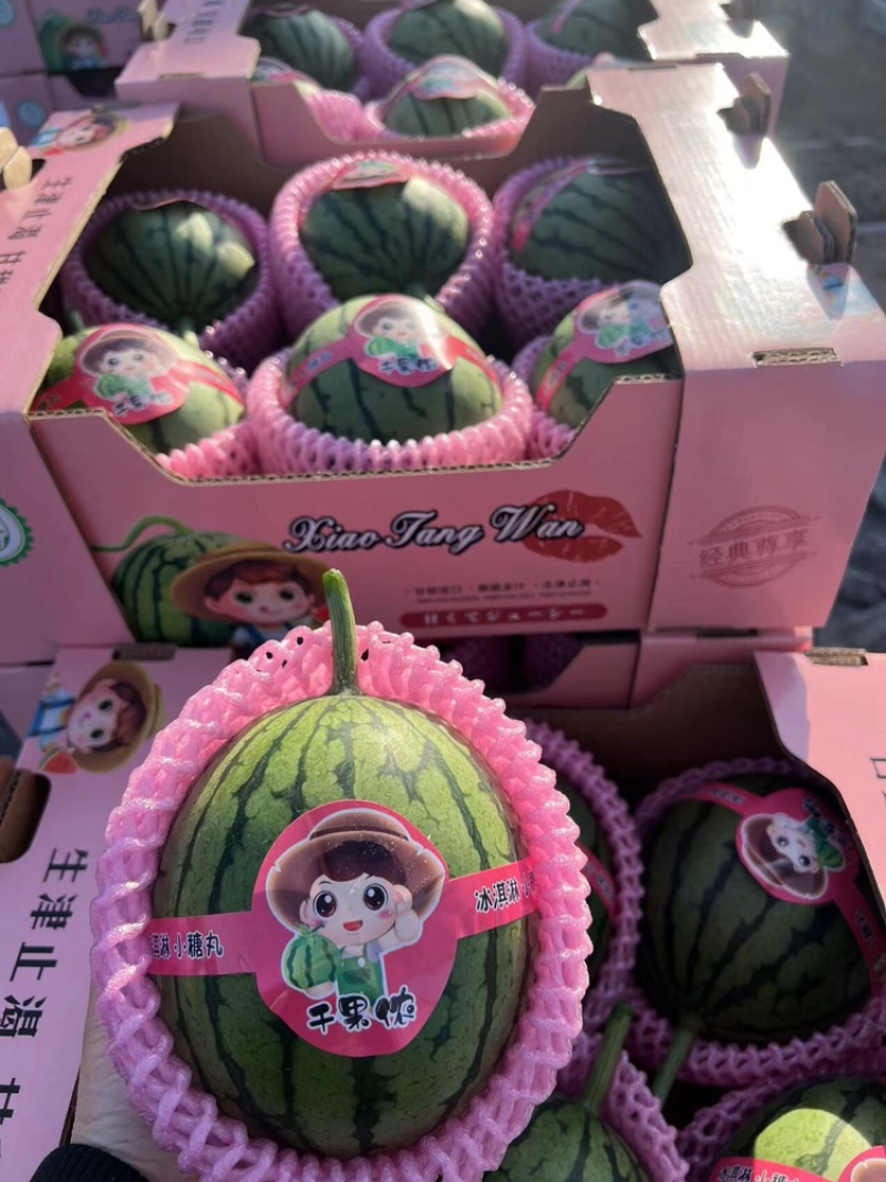 【牛商推荐】2K小西瓜2K小吊瓜小糖丸牛奶小爆瓜产地直