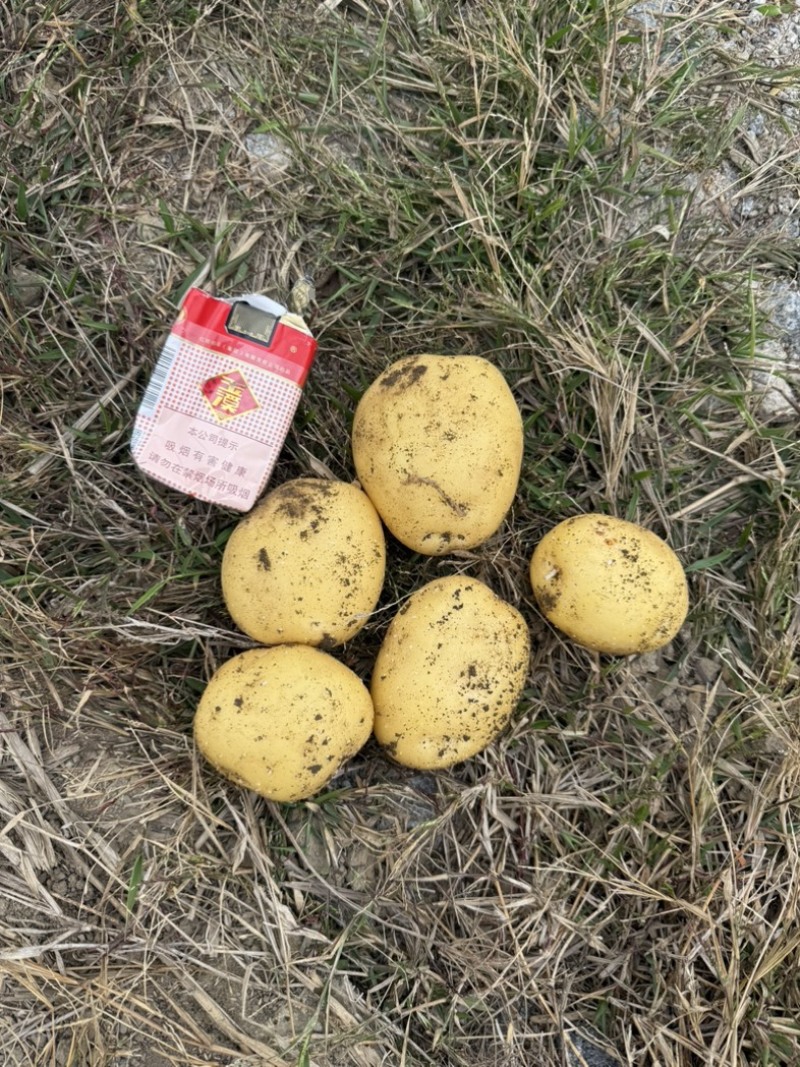 新鲜土豆，马铃薯