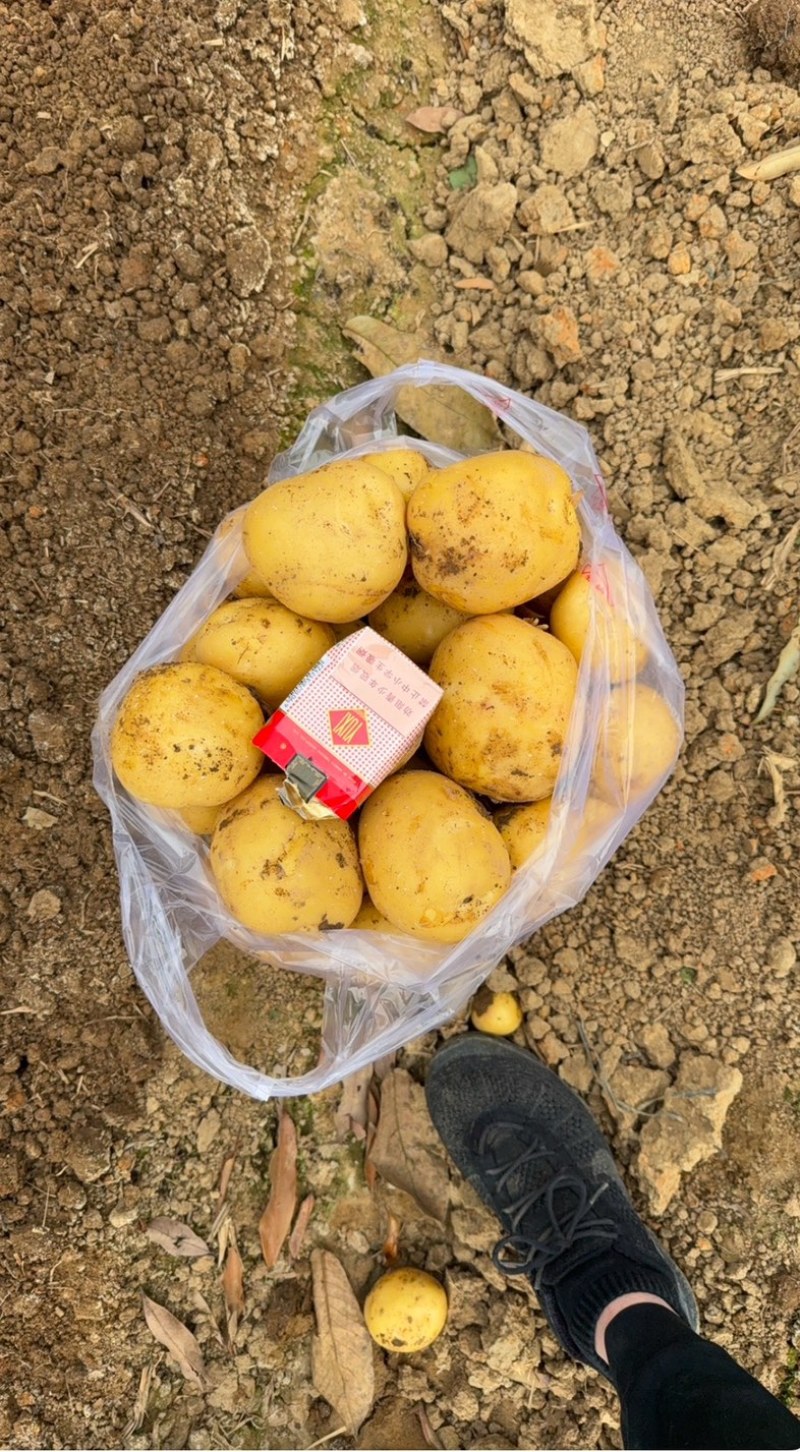 新鲜土豆，马铃薯