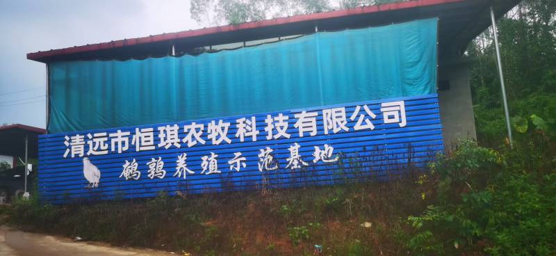 鹌鹑蛋鲜蛋自家养殖常年稳定供货一手货源量大价优全国代发