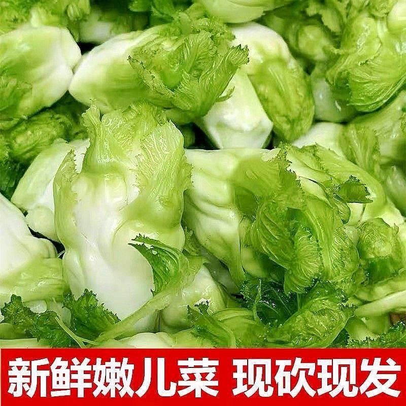 精品儿菜产地直发对接全国市场货源充足欢迎选购