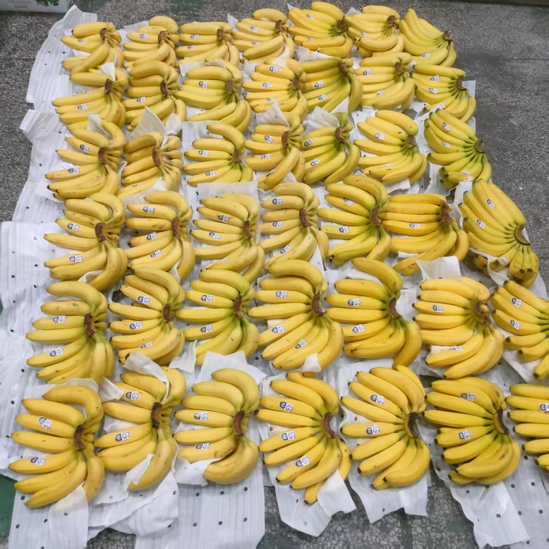 大量供应精品进口香蕉菲律宾越南柬埔寨老挝一手货源全国发货