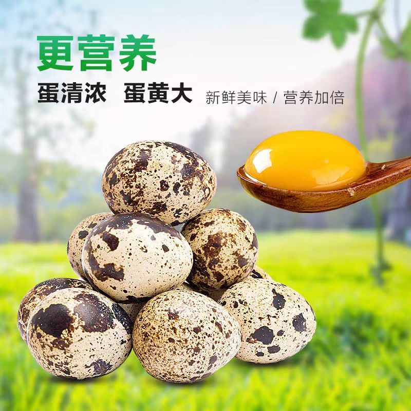 【新鲜鹌鹑蛋】人工筛选现捡现发/自家养殖基地常年稳定供应