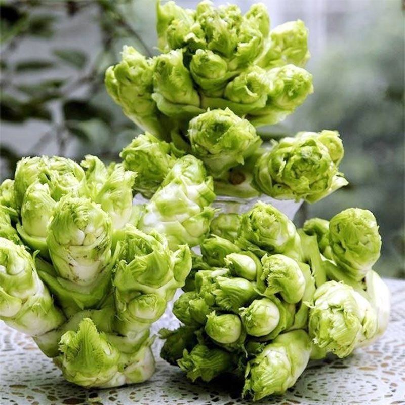 四川绵阳儿菜大量上市一手货源保质保量可视频看货
