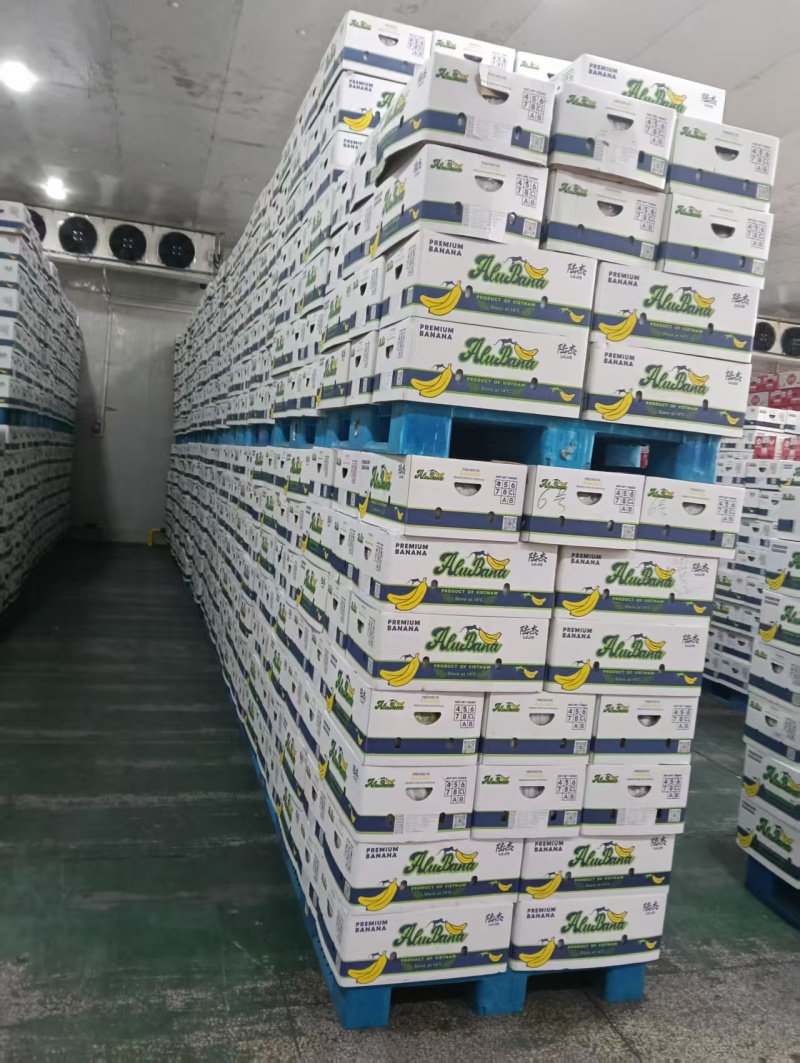 大量供应精品进口香蕉菲律宾越南柬埔寨老挝一手货源全国发货