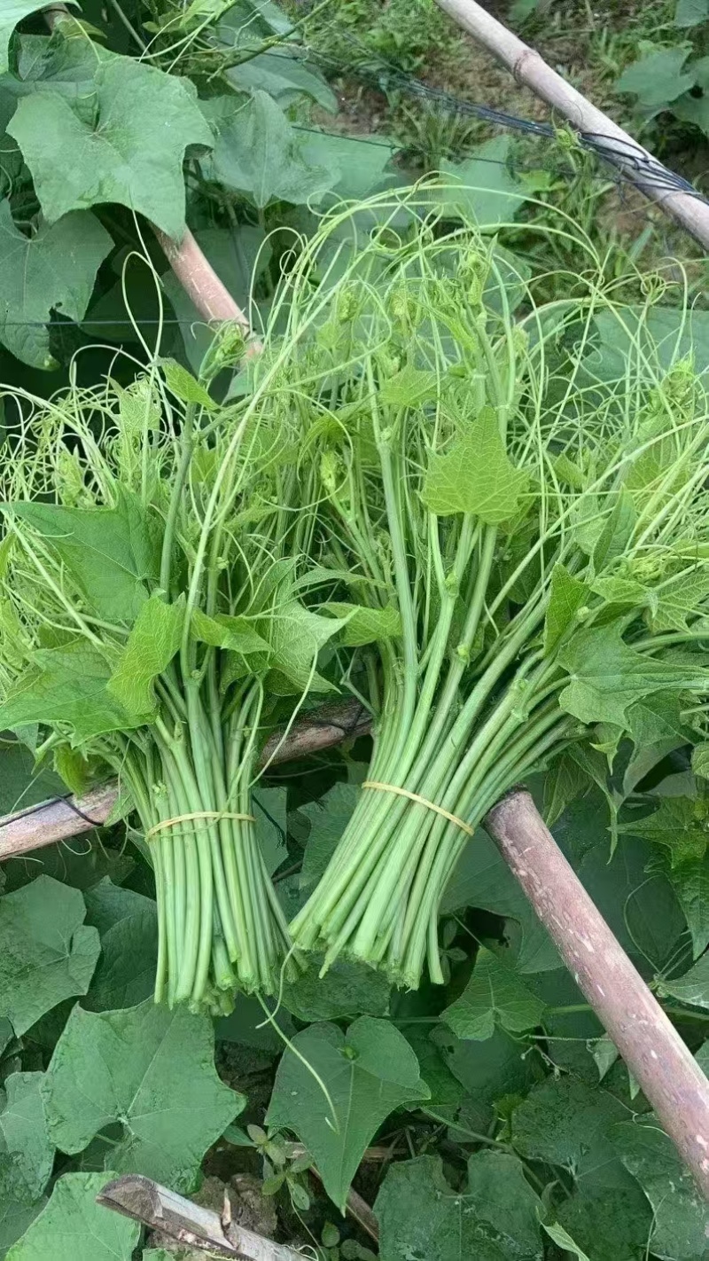 龙须菜云南昆明产地一年四季都可以供货