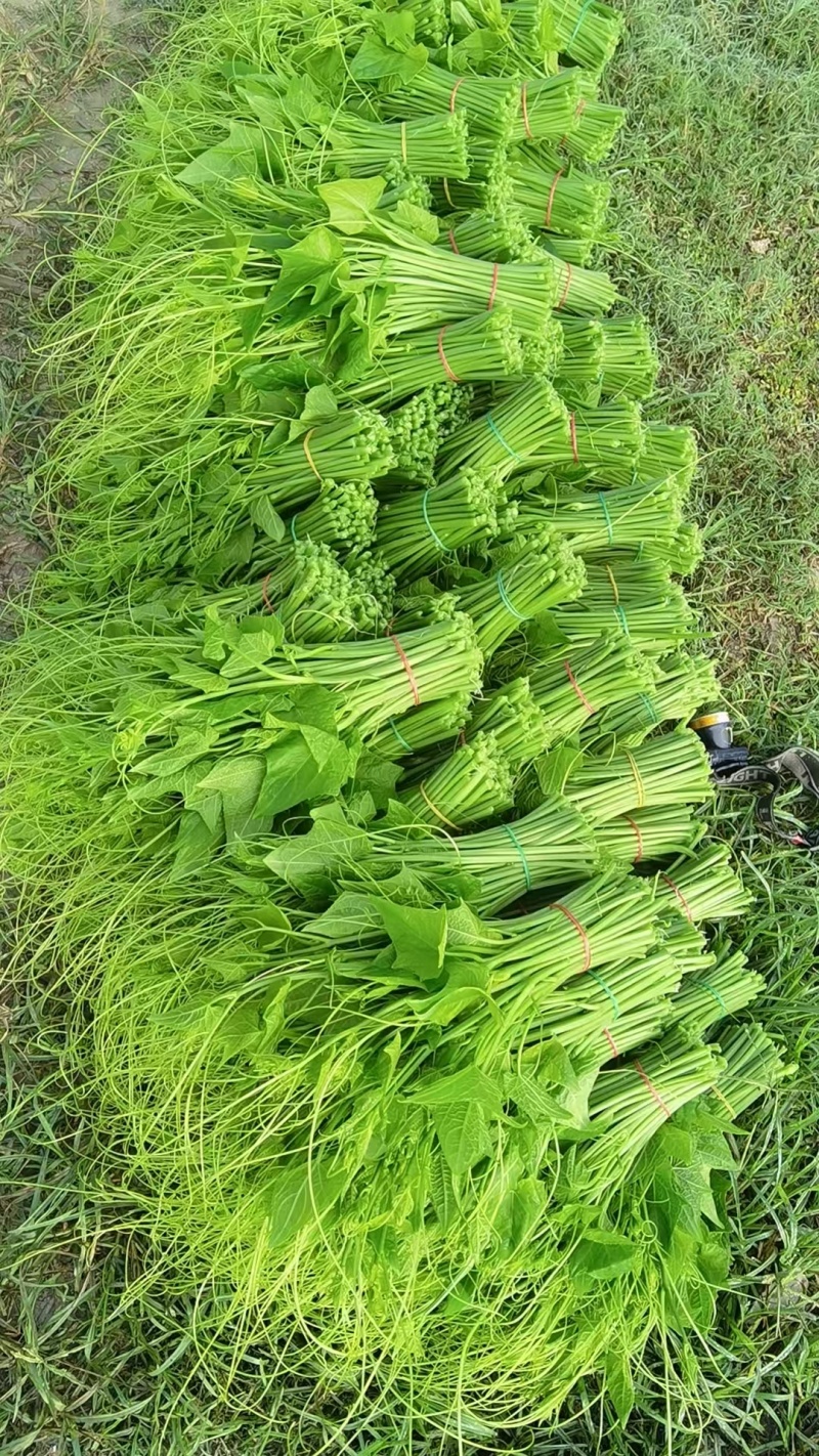 龙须菜云南昆明产地一年四季都可以供货