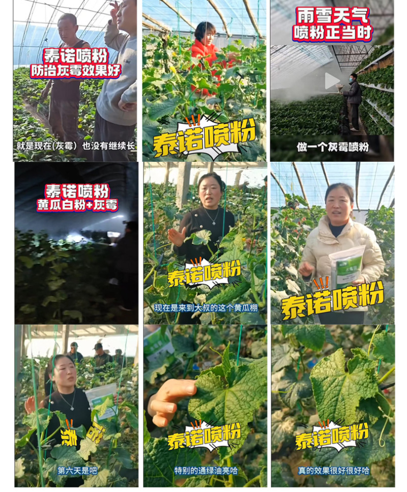 泰诺药业灰霉叶霉喷粉防治,省时省工省力不伤花果不伤蜂