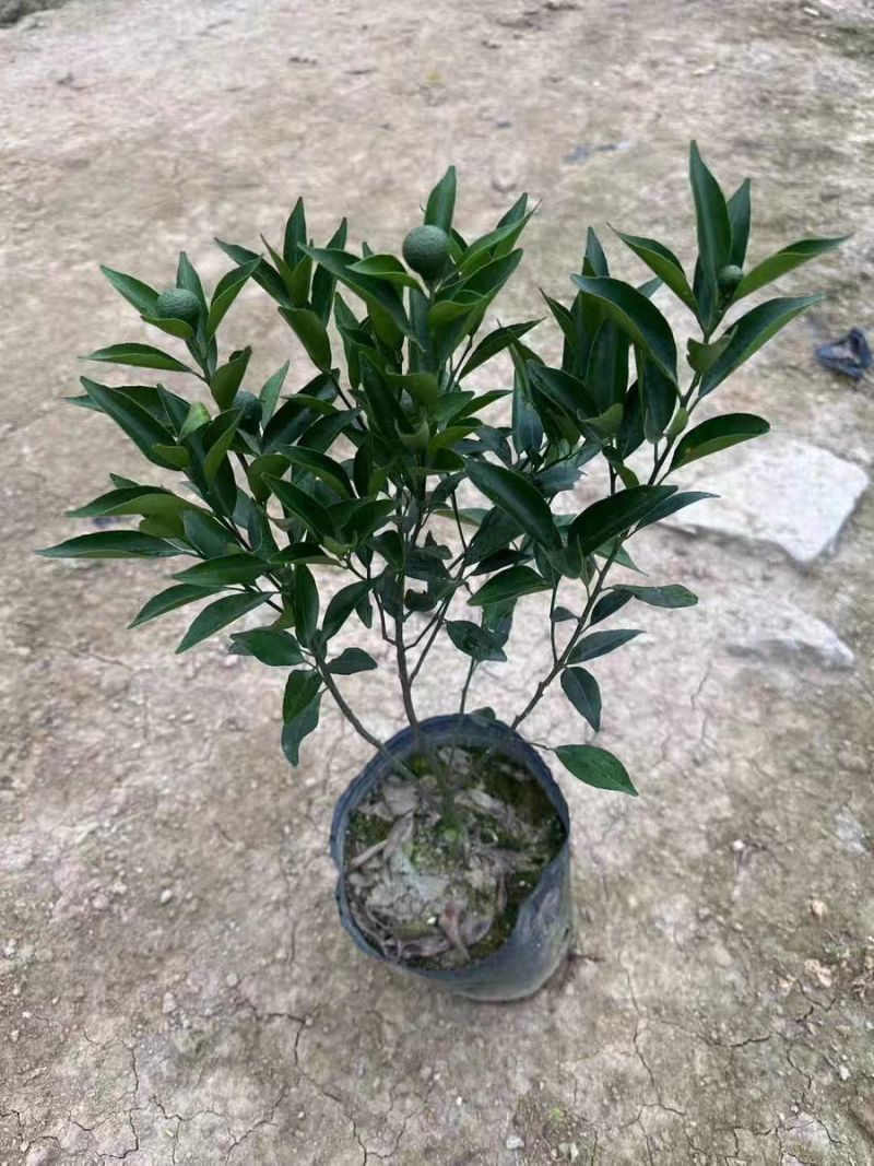 陈皮柑苗(茶枝柑)