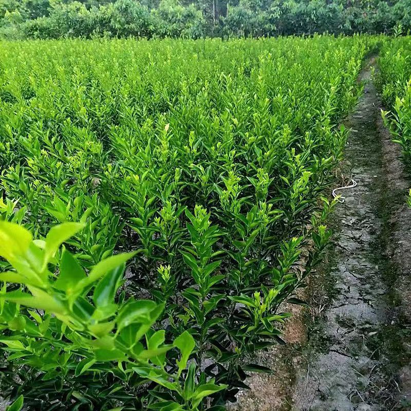 陈皮柑苗(茶枝柑)