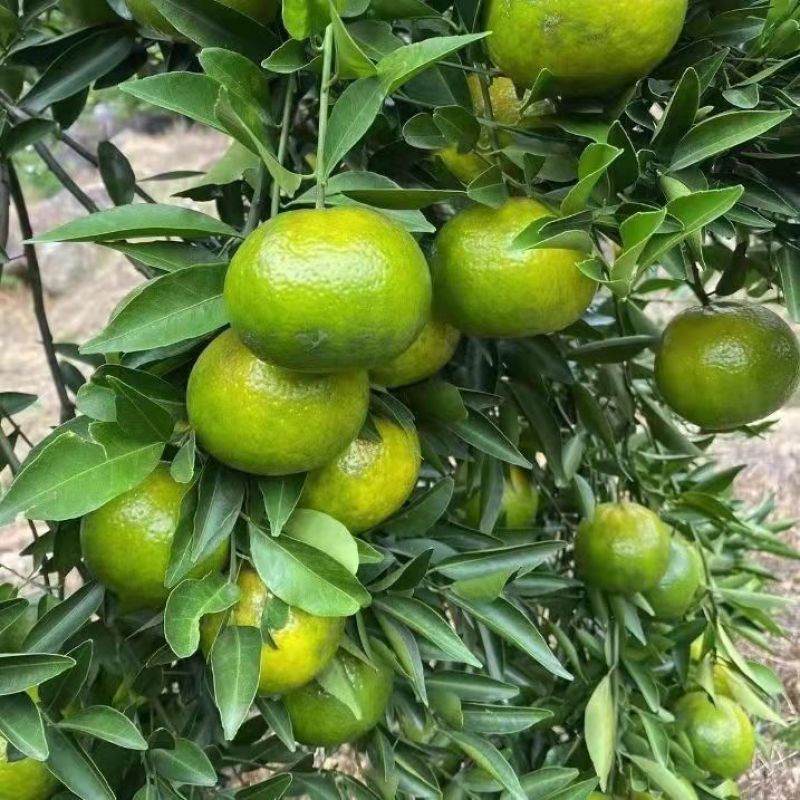 陈皮柑苗(茶枝柑)
