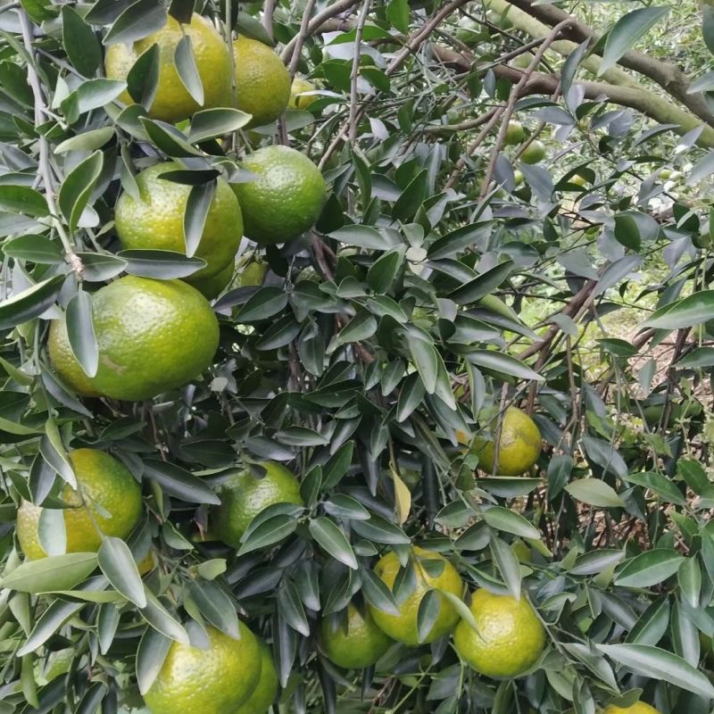 陈皮柑苗(茶枝柑)