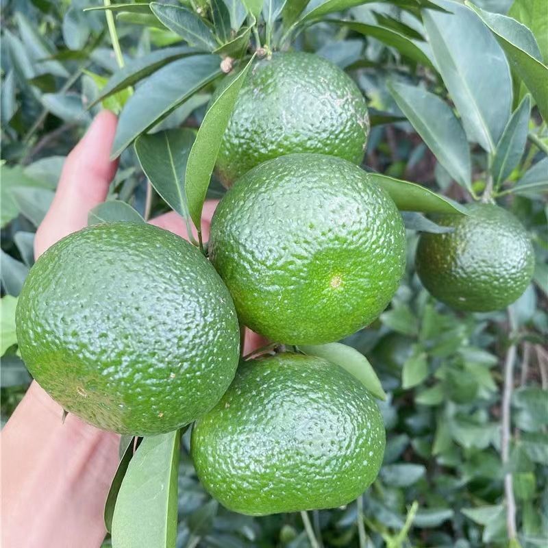陈皮柑苗(茶枝柑)