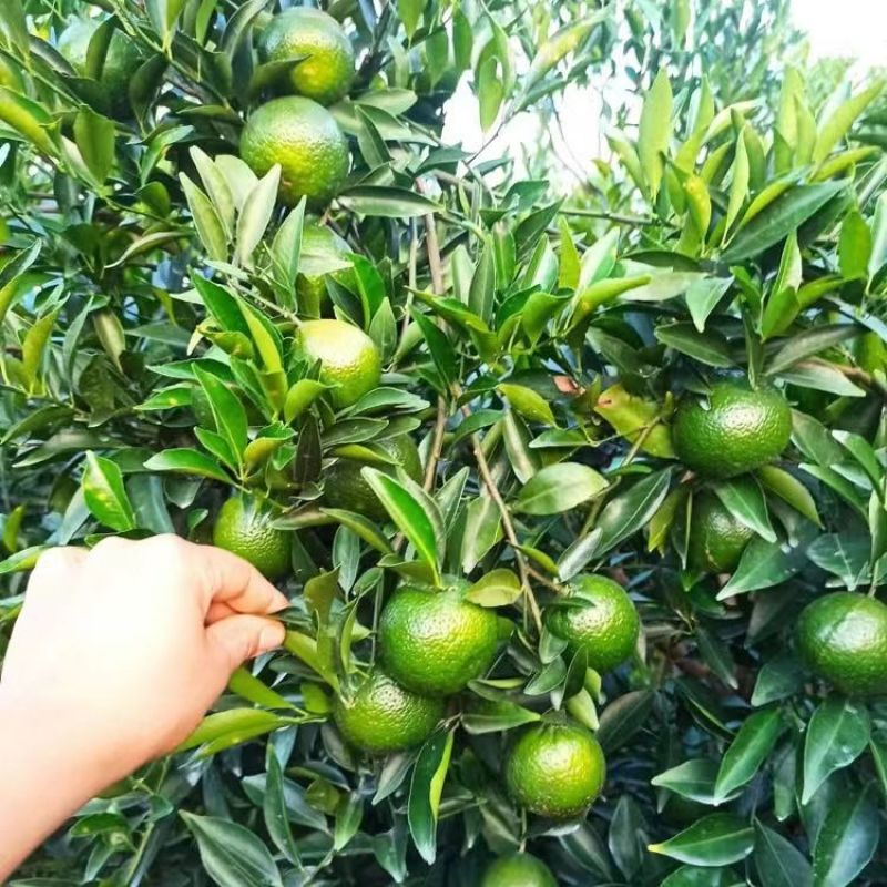 陈皮柑苗(茶枝柑)