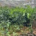 陈皮柑苗(茶枝柑)