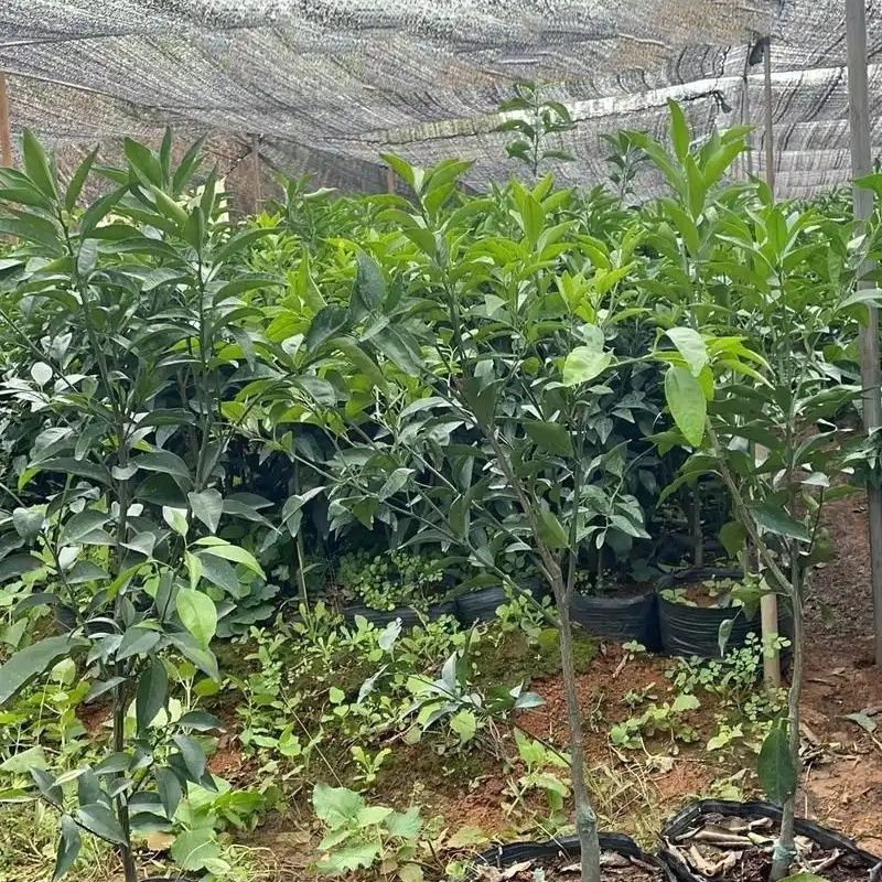 陈皮柑苗(茶枝柑)
