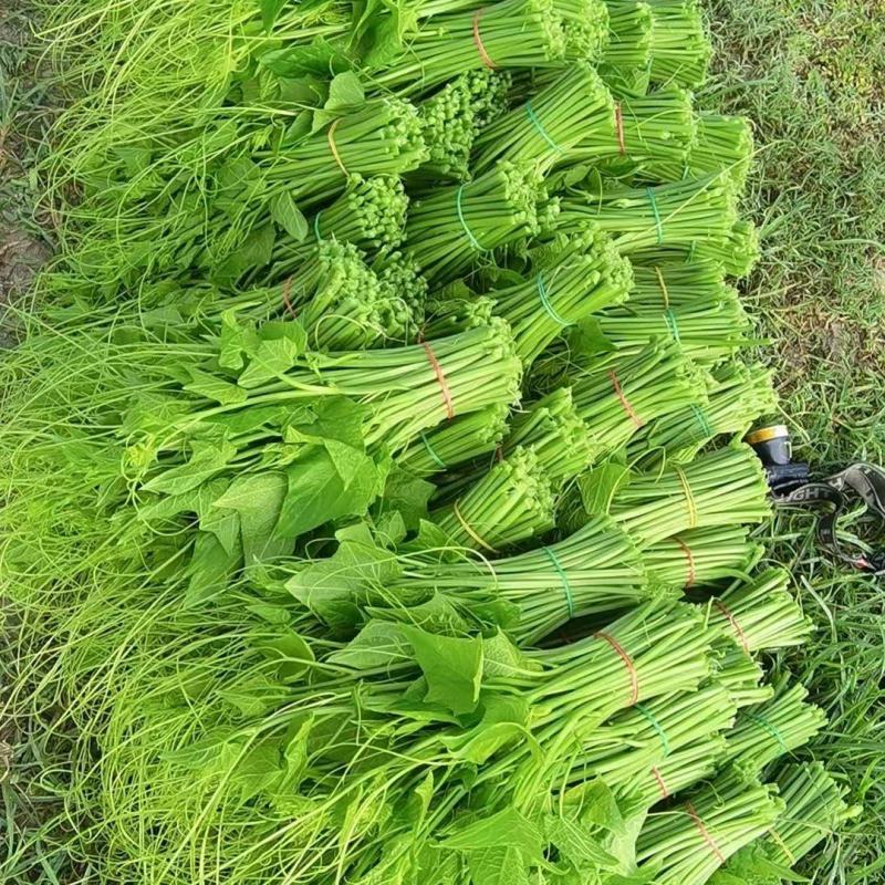 龙须菜云南昆明产地一年四季都可以供货