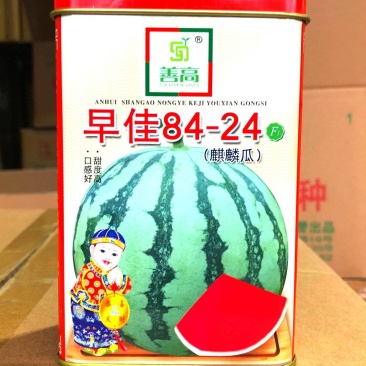 善高早佳8424冰糖麒麟西瓜种子早熟圆形薄皮西瓜种籽罐装
