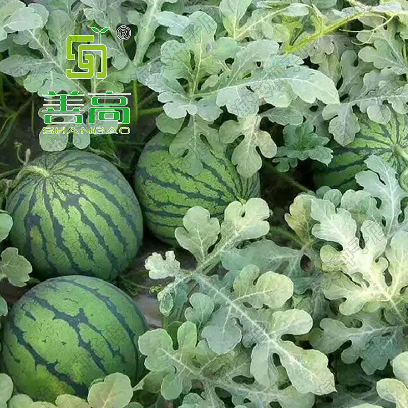 善高早佳8424冰糖麒麟西瓜种子早熟圆形薄皮西瓜种籽罐装