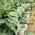 善高早佳8424冰糖麒麟西瓜种子早熟圆形薄皮西瓜种籽罐装
